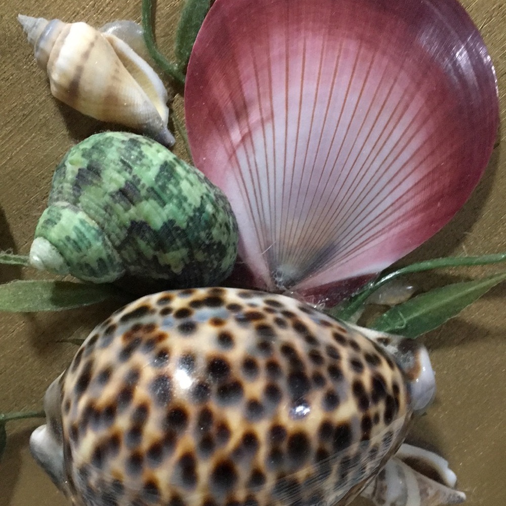 Octagon Shaped Wood Trinket Box With Real Shells on Top Hinged & Latch - Picture 9 of 14